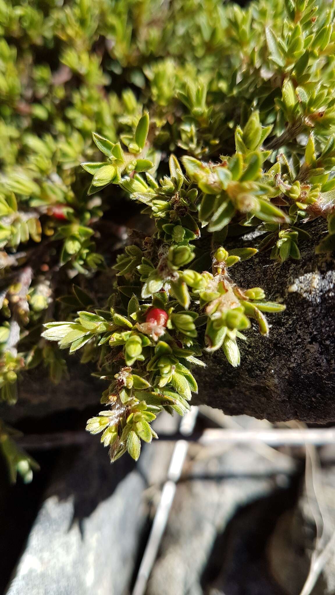 Image of Pimelea oreophila subsp. hetera C. J. Burrows