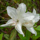 Image of Rhododendron pulchrum Sweet