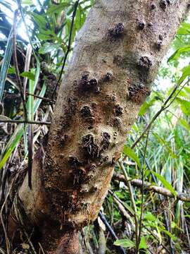 Image of Quintinia serrata A. Cunn.