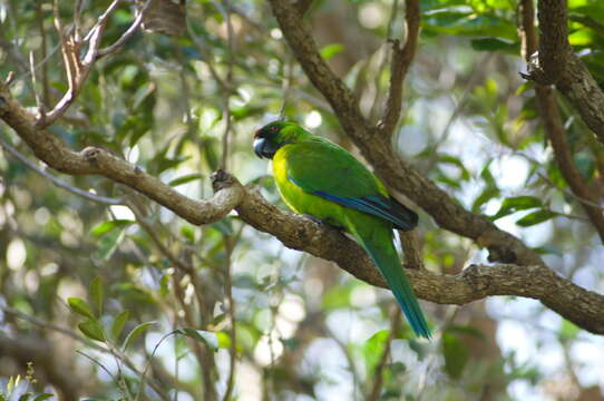 Image of Ouvea Parakeet