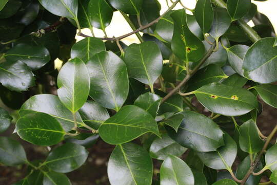 Image of <i>Ilex</i> × <i>altaclerensis</i> (Loud.) Dallim.