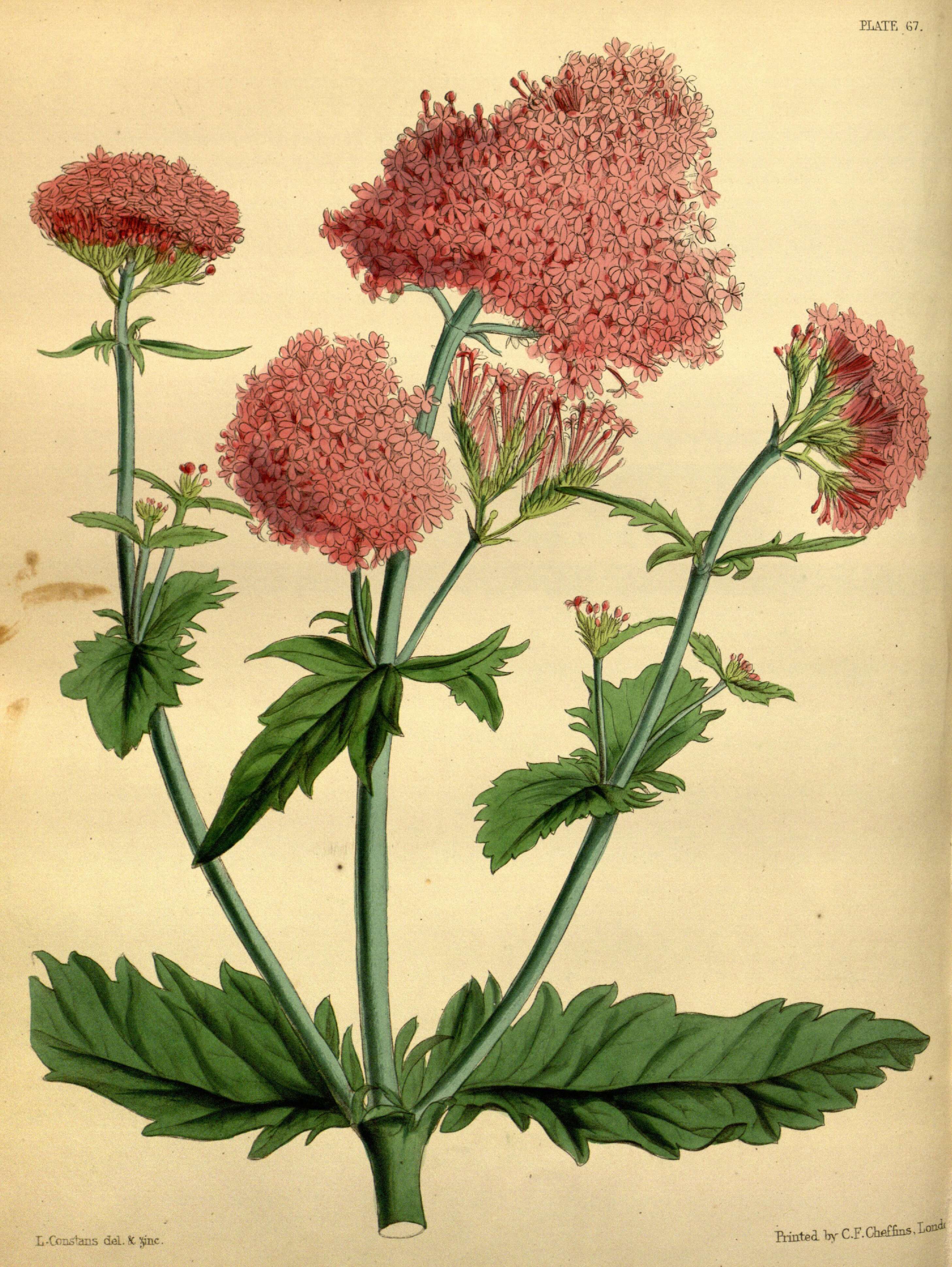 Image of Centranthus macrosiphon Boiss.