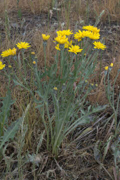 Image of Modoc hawksbeard