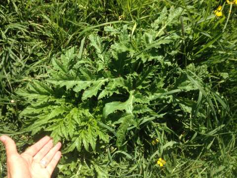 Image of Mantegazzi's Cow-Parsnip