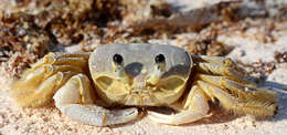 Image of Atlantic Ghost Crab