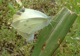 Image of small white