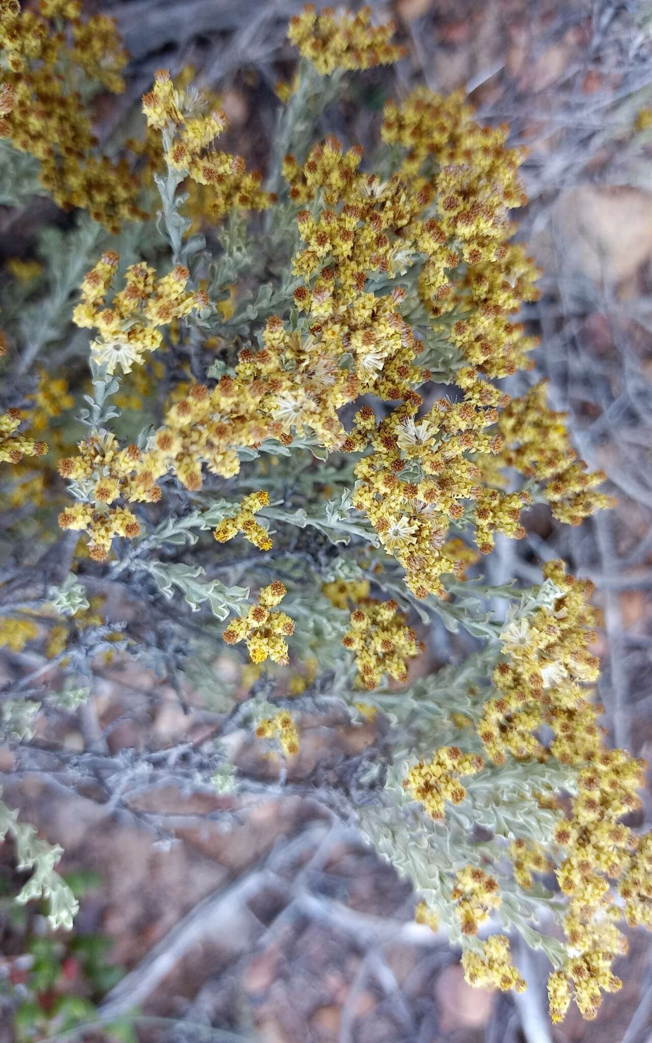 Sivun Helichrysum excisum (Thunb.) Less. kuva