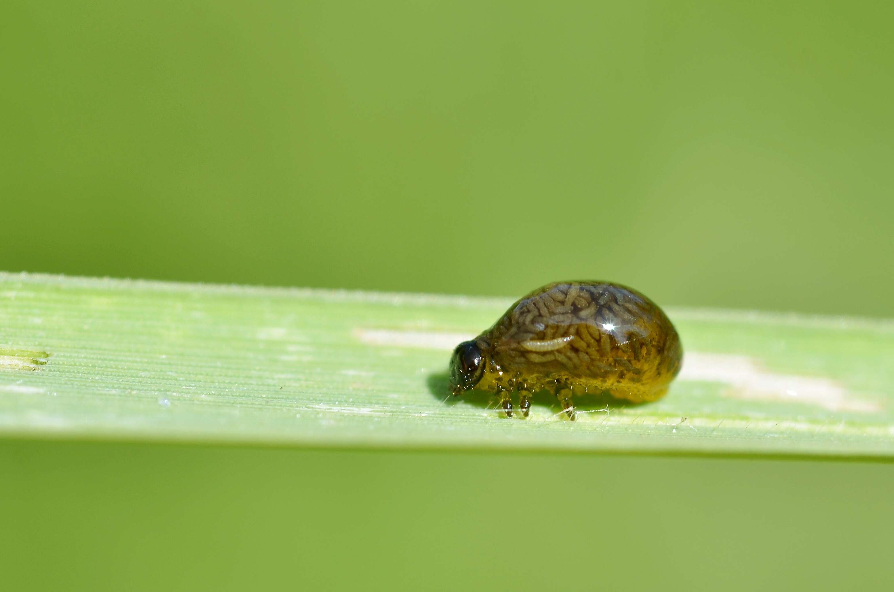 Image of Criocerinae