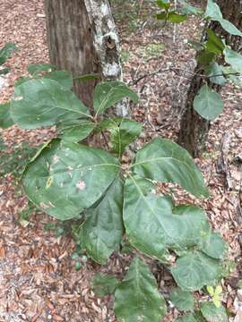 Image of Arkansas Oak