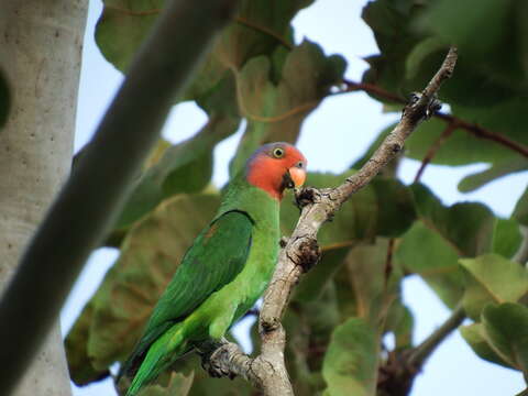 Geoffroyus Bonaparte 1850的圖片