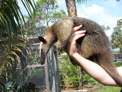 Image of anteater