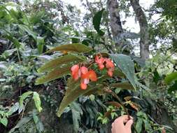 Imagem de Begonia maculata Raddi