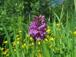 Image de Dactylorhiza sibirica Efimov