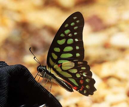 Sivun Graphium arycles (Boisduval 1836) kuva