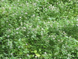 Image of Water Mint