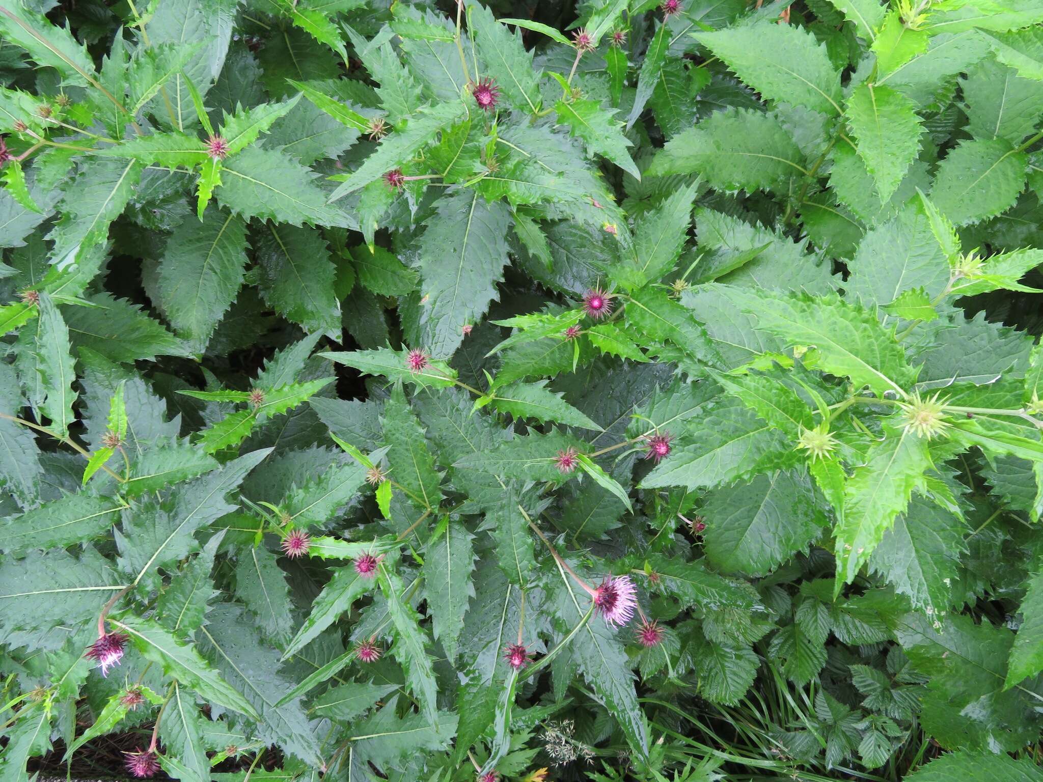 Imagem de Cirsium otayae Kitam.