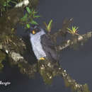 Image of Black-and-white Owl