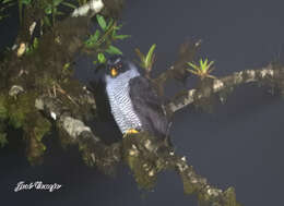 Image of Black-and-white Owl