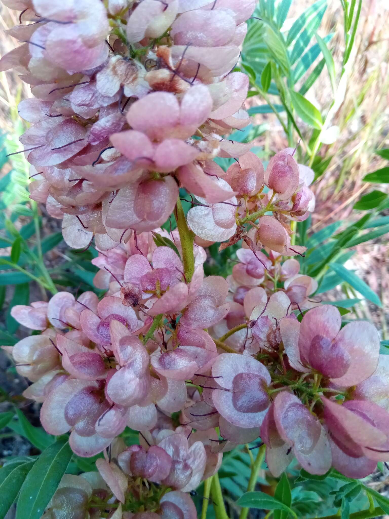 Sivun Dodonaea madagascariensis Radlk. kuva