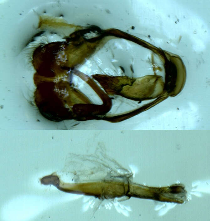 Image of Amblypodia narada Horsfield 1829