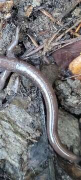 Image of Siskiyou Mountains salamander