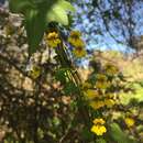 Image of Tropaeolum hookerianum Barn.