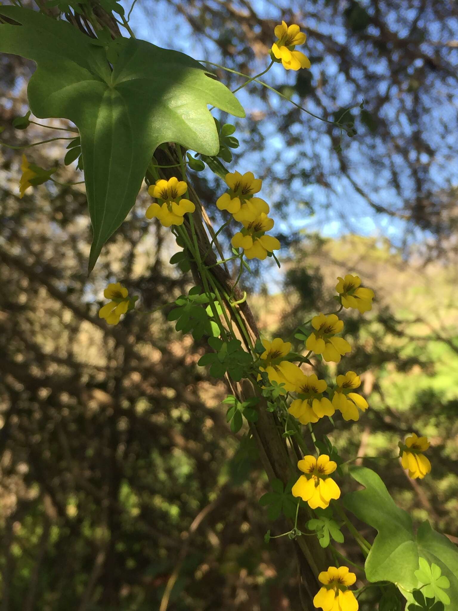 Image of Tropaeolum hookerianum Barn.