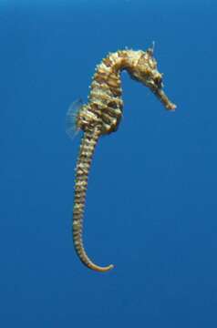 Image of Lined Seahorse