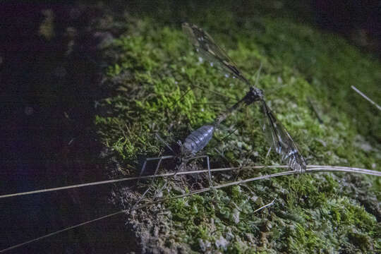 Image of Leptotarsus (Macromastix) binotatus (Hutton 1900)