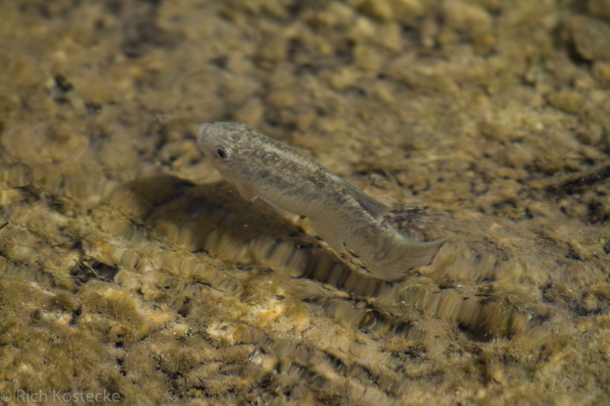 Image of Leon Springs pupfish