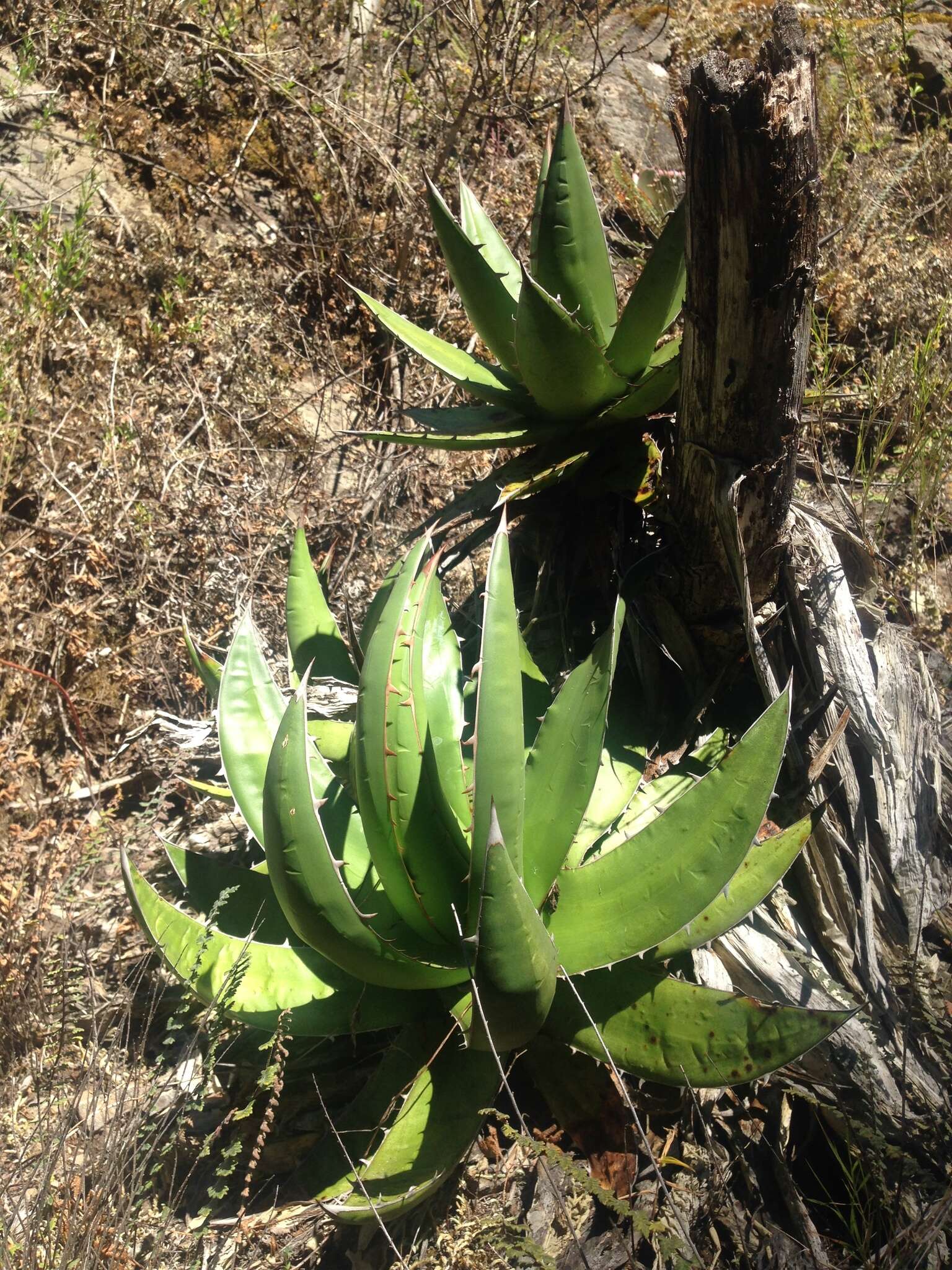 Image of Agave ghiesbreghtii Verschaff.