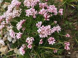 Image of Asperula cristata (Sommier & Levier) V. I. Krecz.