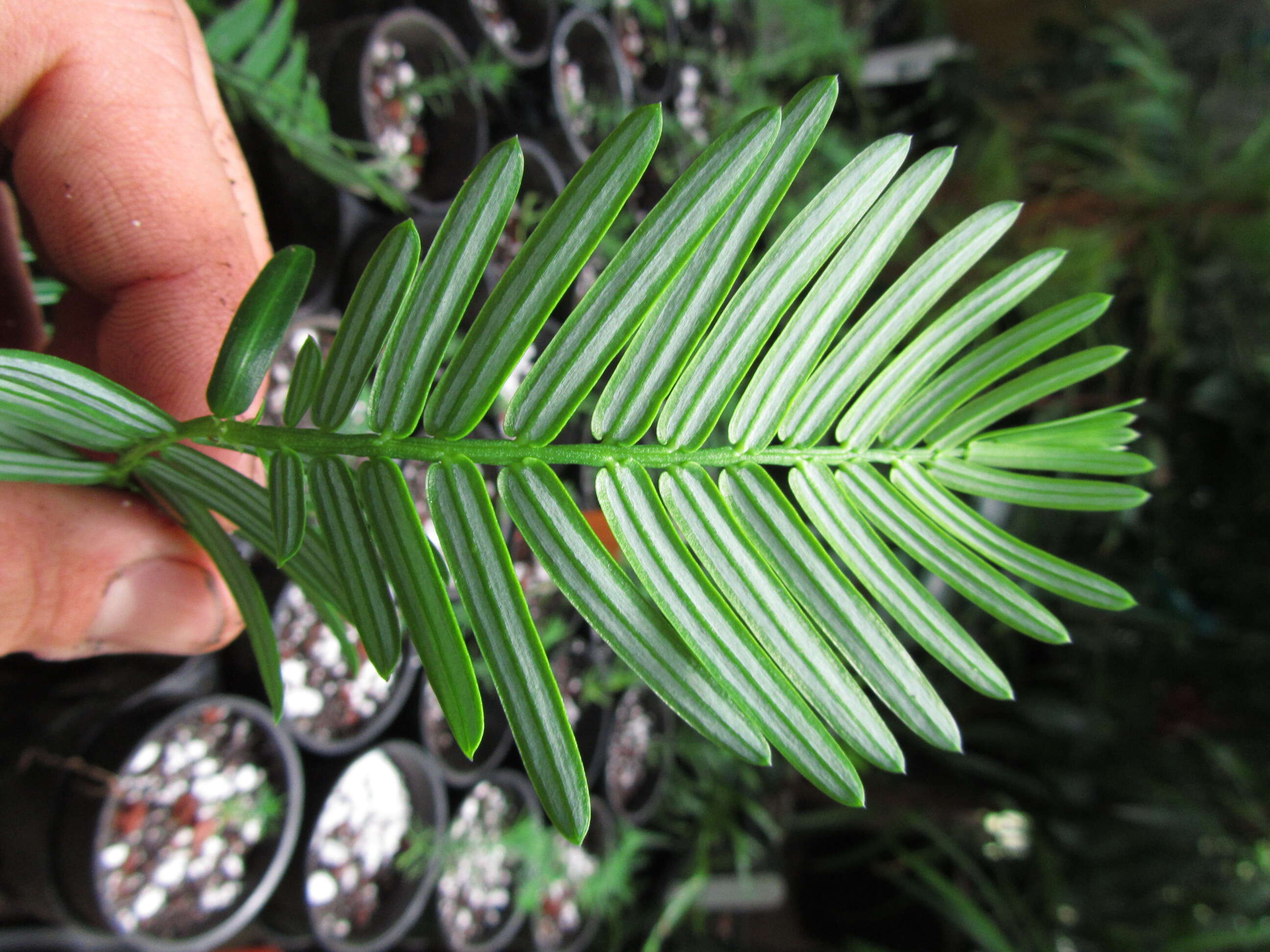 Sivun Cephalotaxus mannii Hook. fil. kuva