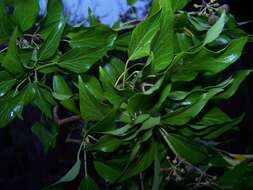 Image of English ivy