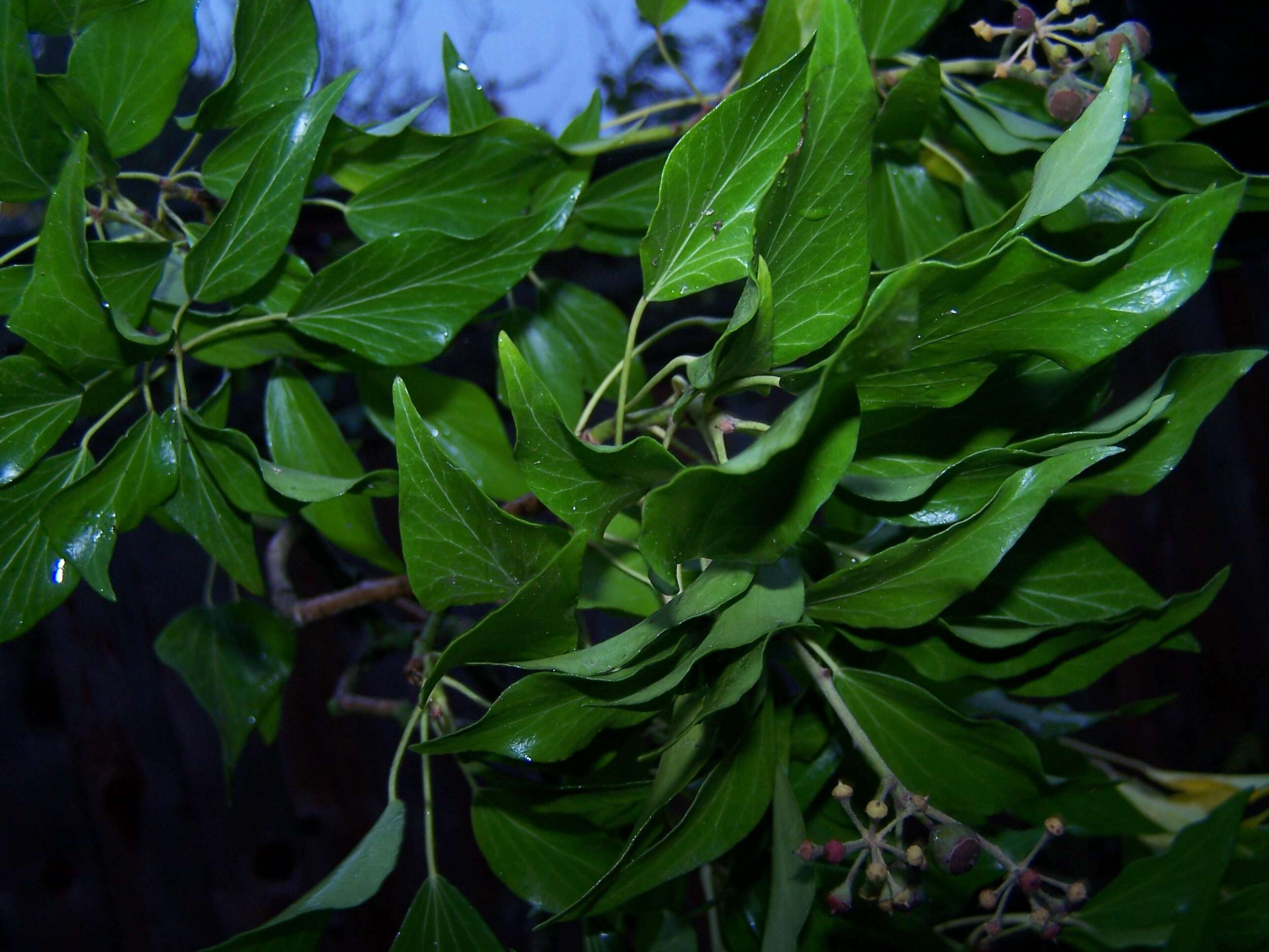 Image of English ivy