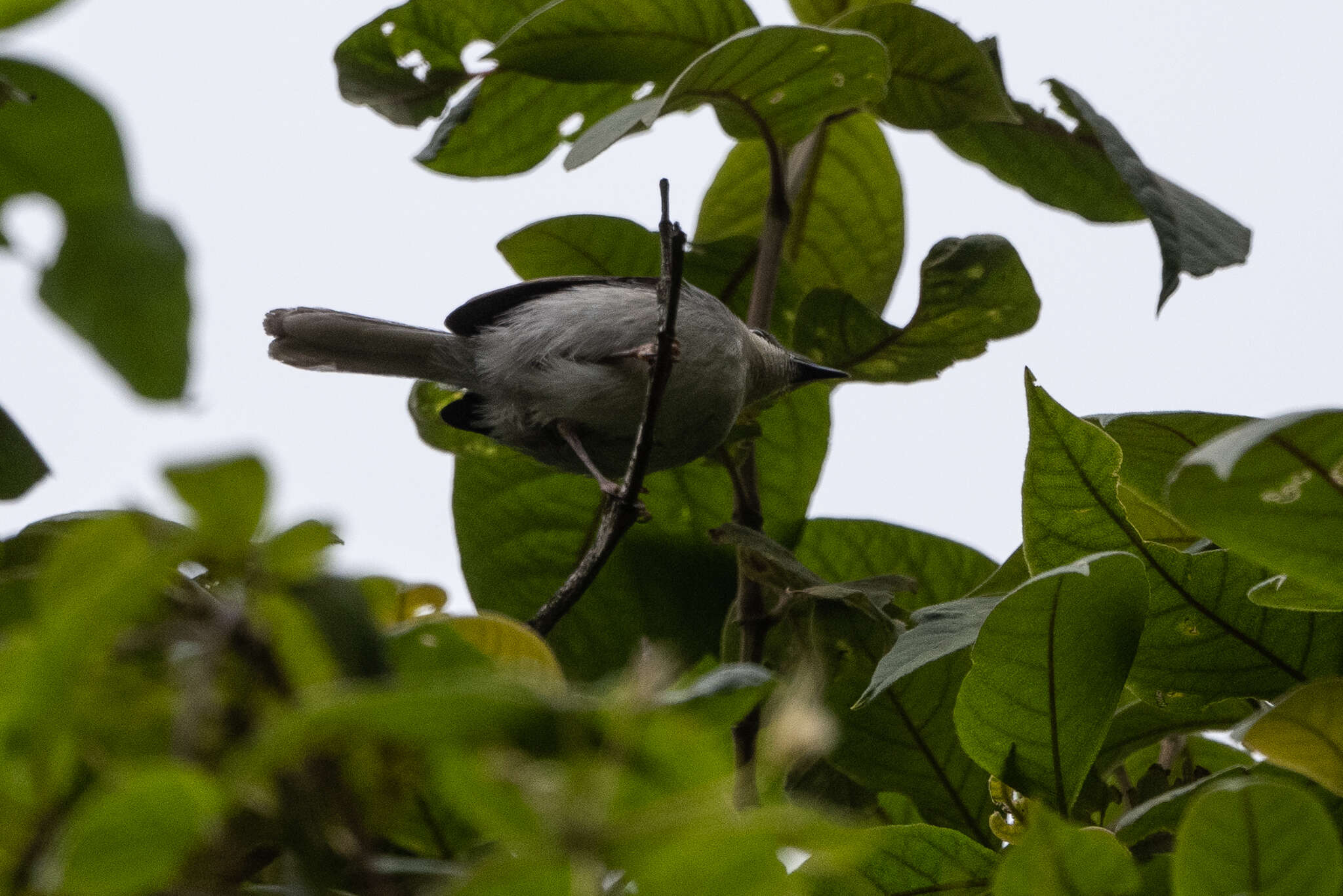 Image of Grey Apalis