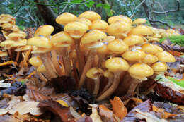 Image of Honey Fungus