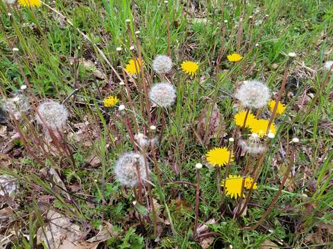 Слика од Taraxacum tortilobum Florström