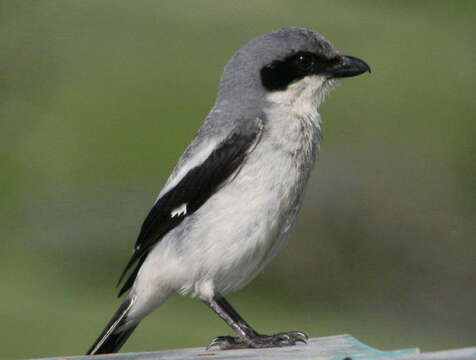 Image of Loggerhead Shrike