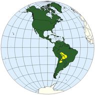 <span class="translation_missing" title="translation missing: en.medium.untitled.map_image_of, page_name: &lt;i&gt;Phyllomedusa boliviana&lt;/i&gt; Boulenger 1902">Map Image Of</span>