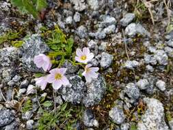 Claytonia sarmentosa C. A. Mey. resmi