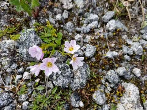 Claytonia sarmentosa C. A. Mey. resmi