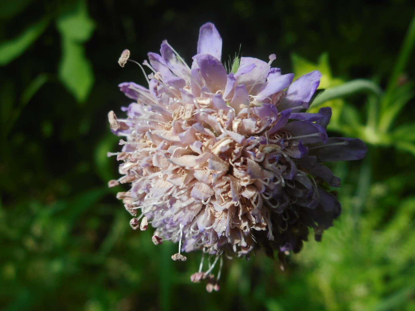 Image of Microbotryum scabiosae (Sowerby) G. Deml & Prillinger 1991