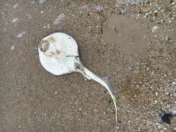 Image of Atlantic Stingray