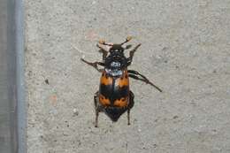 Imagem de Nicrophorus (Nicrophorus) quadripunctatus (Kraatz 1877)