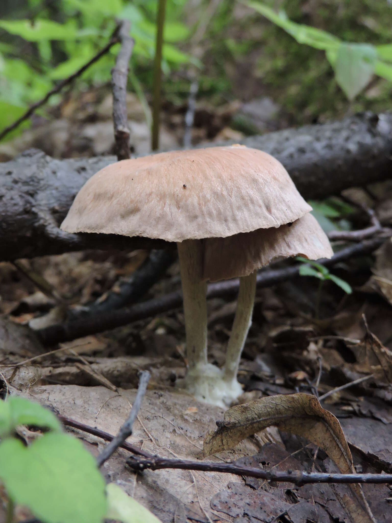 Image of Collybiopsis peronata (Bolton) R. H. Petersen