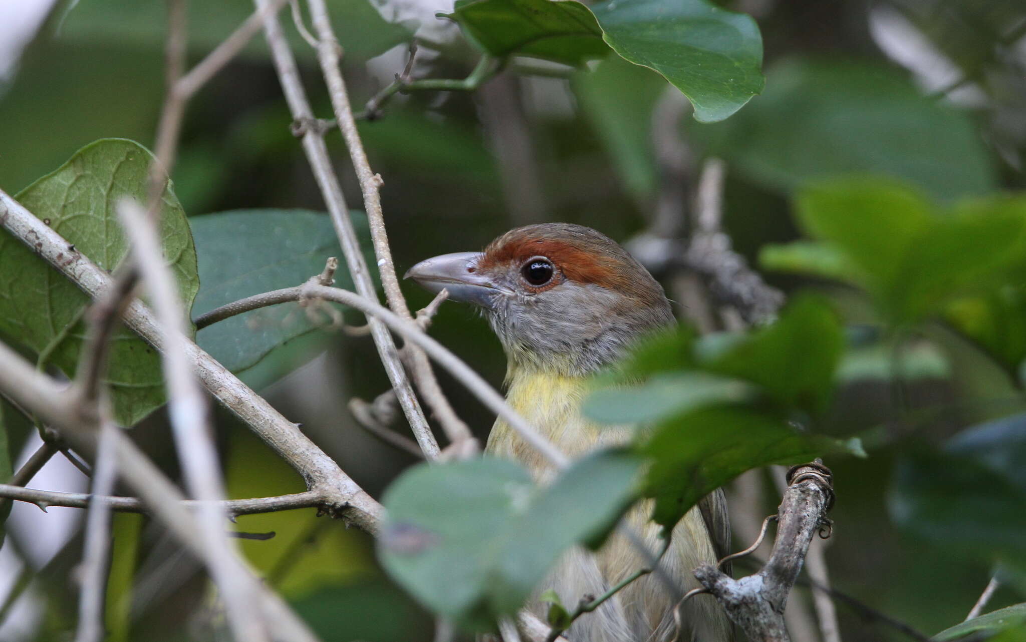 Слика од Cyclarhis gujanensis insularis Ridgway 1885