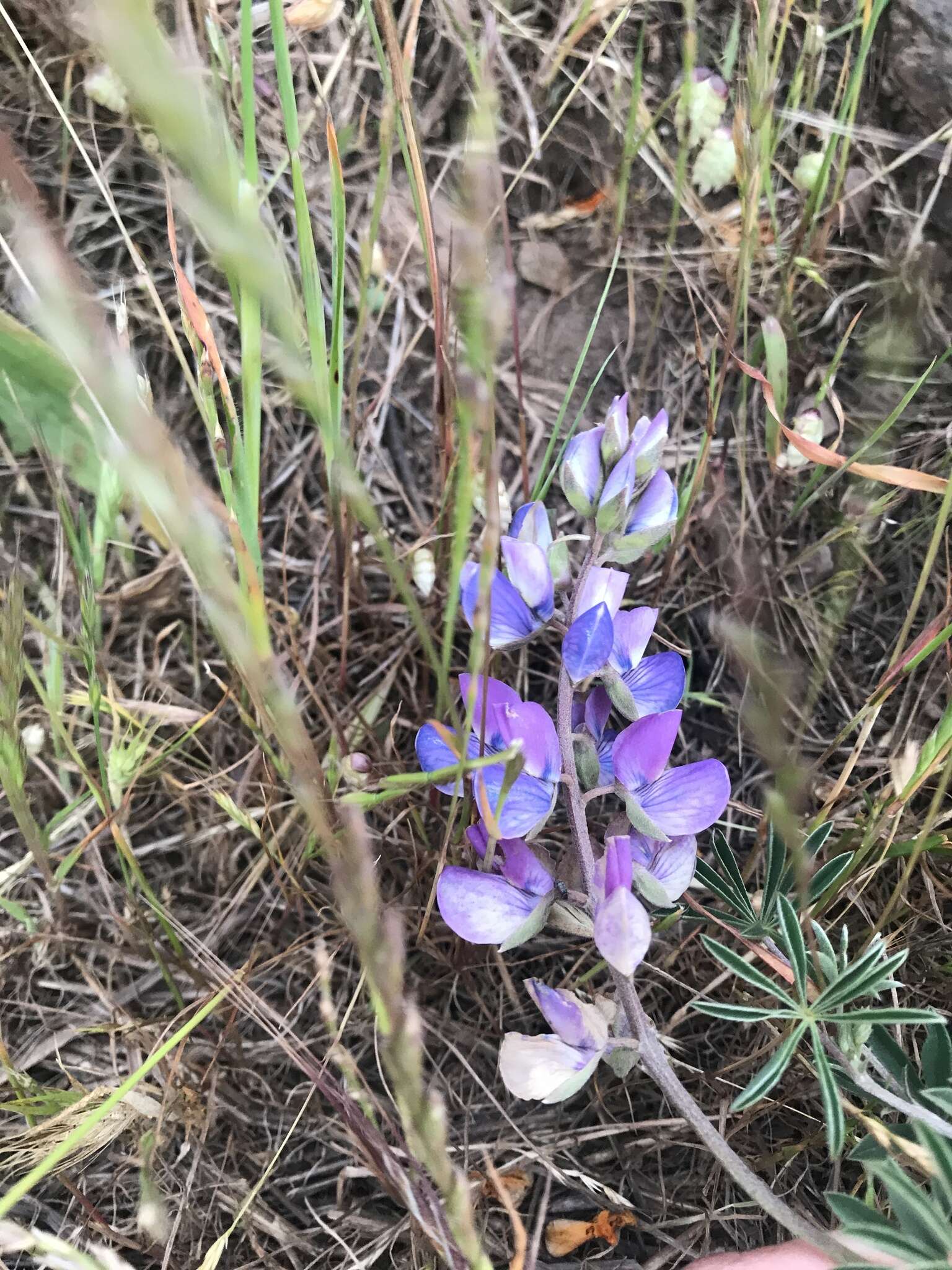 Image of Lindley's Varied Lupine