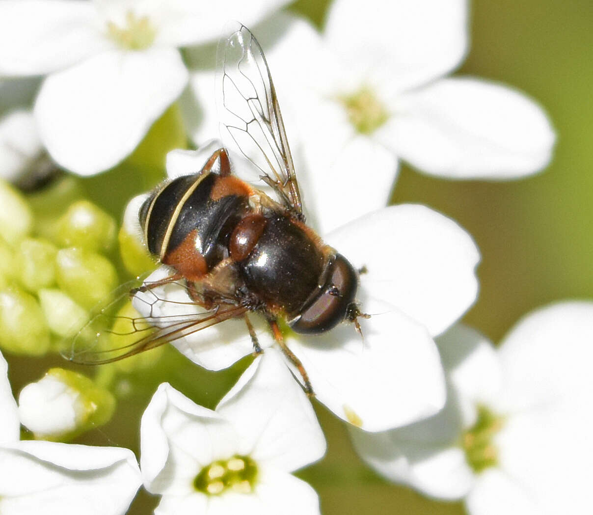 Слика од Eristalis cryptarum (Fabricius 1794)