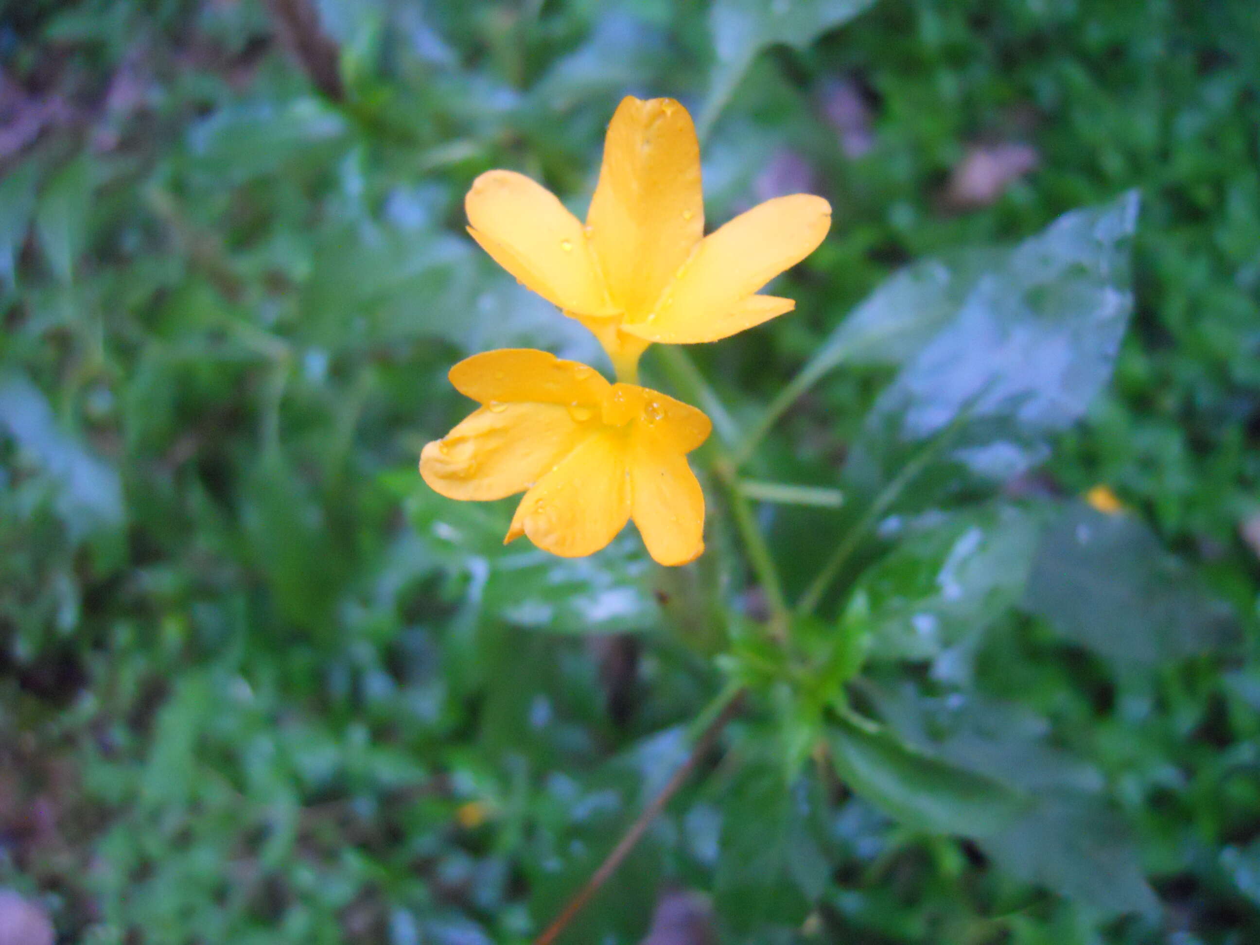 Imagem de Crossandra infundibuliformis (L.) Nees